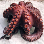 Pulpo cocido tentaculo
